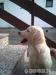 ŠTENIATKA - ZLATÝ RETRÍVER