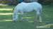 Dartmoor pony na prodej