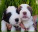 Bearded collie