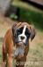 BOXER