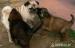 Leonberger