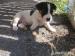 Jack Russel Terier