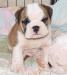 Anglický buldok, English Bulldog, buldog