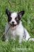 CHS ARINELLE prodá nádherné štěně PAPILLONA