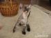Devon Rex Macicka