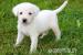 Weiße Labrador Welpen suchen Familie