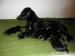Patterdale terier