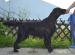 Štěňátka Flat coated retriever s PP