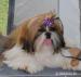 Pejsek Shih-tzu s PP(shi-tzu)