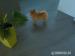 Predam fenku pomeranian toy /zwergspitz