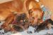 Rhodesian Ridgeback s PP
