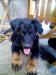 Beauceron čistokrevný bez pp