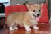 Šteniatka Welsh Corgi Pembroke