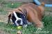 BOXER