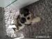 Shi Tzu