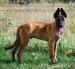 Belgicky ovcak malinois