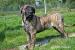 Prodám štěně Dogo Canario
