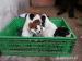 Jack Russel terrier s PP