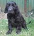 štěně Flat coated retriever.