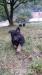 Německý ovčák