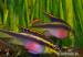 Pelvicachromis pulcher (Ostriežik purpurový) 