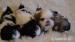Szczenięta rasy shih-tzu