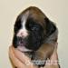 Boxer s PP