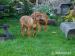 Rhodezsky ridgeback