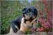 Beauceron šteniatka