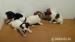 jack russell terier