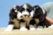 Bearded collie