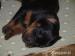 Prodám štěňata rottweilera s PP