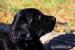 Flat Coated Retriever