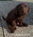 Cokoladovy labrador