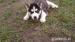 Sibírsky husky - FENKY - ODBER IHNEĎ