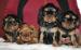 KING Charles Spaniel s PP
