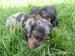 LUXUSNÝ TIGER-JAZVECIK, DASCHUND, DACKEL