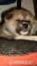 Akita Inu s PP