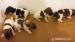 jack russell terier