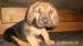 Bloodhound