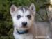 Sibirsky Husky