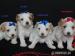 Golddust yorkshire terrier s PP
