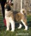 Show triedy Americkí Akita šteňatá na predaj.