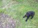 Labrador