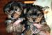 Jorkšírský teriér s PP 
