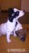 jack russell terier