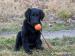 Flat Coated Retriever 