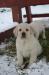 Labrador s PP-smetanová