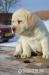 Labrador s PP-smetanová