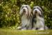 BEARDED COLLIE - fenky s PP